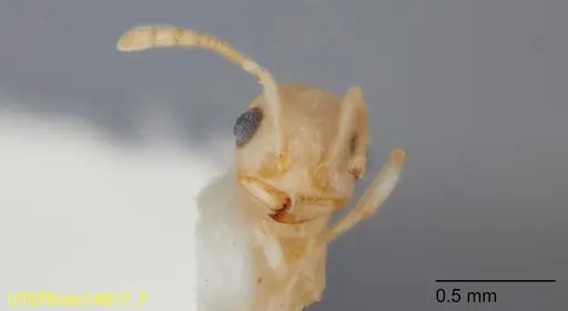 Temnothorax liebi specimen UTEPENTO14817 image utepento14817_1