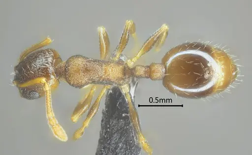 Temnothorax liviae specimen ANTWEB1060592 image antweb1060592_1