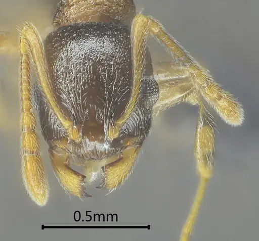 Temnothorax liviae specimen ANTWEB1060592 image antweb1060592_2