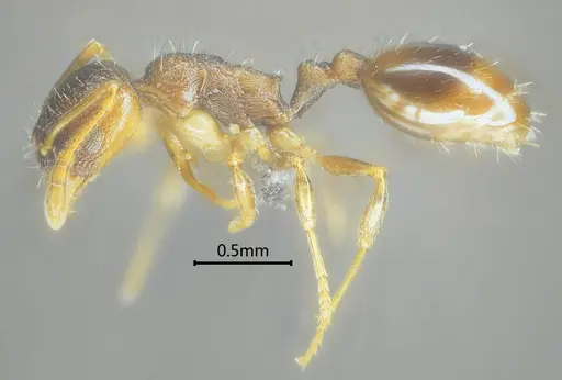 Temnothorax liviae specimen ANTWEB1060592 image antweb1060592_3