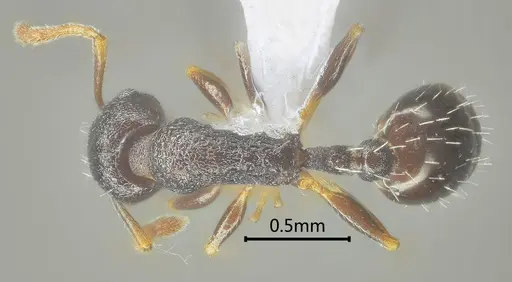 Temnothorax liviae specimen ANTWEB1060593 image antweb1060593_1