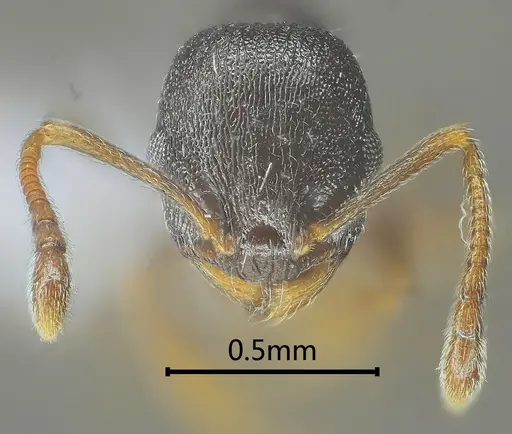 Temnothorax liviae specimen ANTWEB1060593 image antweb1060593_2