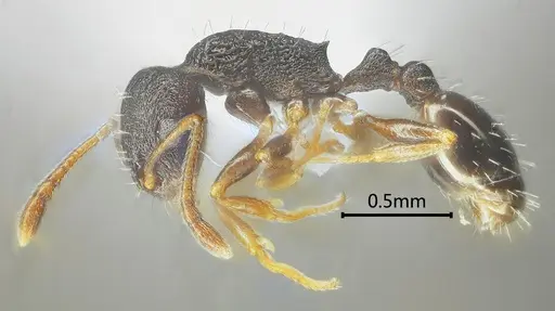 Temnothorax liviae specimen ANTWEB1060593 image antweb1060593_3