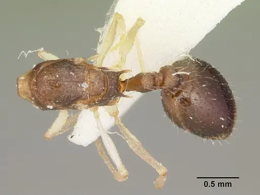 Temnothorax liviae specimen CASENT0102699 image casent0102699_1