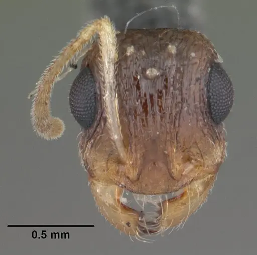 Temnothorax liviae specimen CASENT0102699 image casent0102699_2