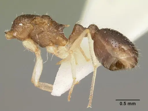 Temnothorax liviae specimen CASENT0102699 image casent0102699_3
