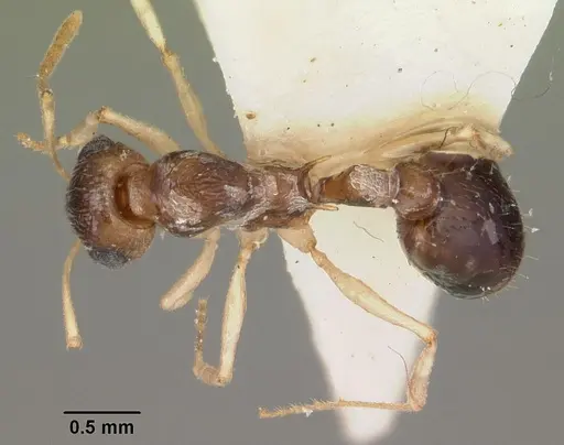 Temnothorax liviae specimen CASENT0102700 image casent0102700_1