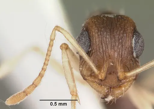 Temnothorax liviae specimen CASENT0102700 image casent0102700_2