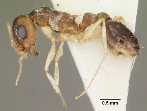 Temnothorax liviae specimen CASENT0102700 image casent0102700_3