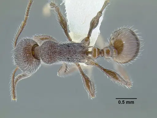 Temnothorax longicaulis specimen CASENT0758334 image casent0758334_1