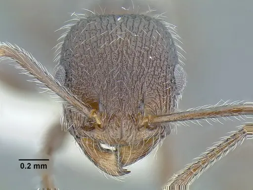 Temnothorax longicaulis specimen CASENT0758334 image casent0758334_2