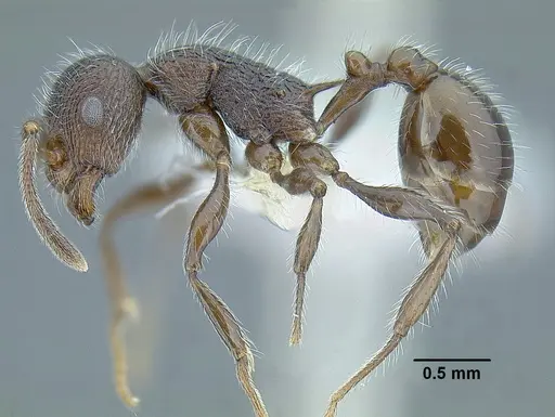 Temnothorax longicaulis specimen CASENT0758334 image casent0758334_3
