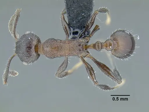 Temnothorax longinoi specimen CASENT0615331 image casent0615331_1