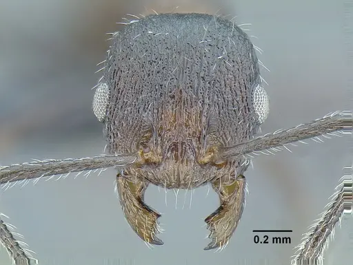 Temnothorax longinoi specimen CASENT0615331 image casent0615331_2