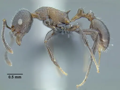 Temnothorax longinoi specimen CASENT0615331 image casent0615331_3