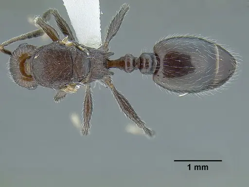 Temnothorax longinoi specimen CASENT0619354 image casent0619354_1