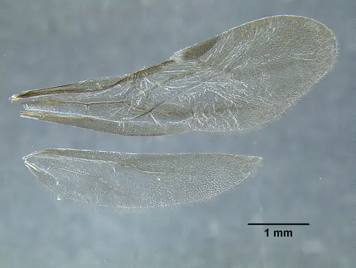 Temnothorax longinoi specimen CASENT0619354 image casent0619354_2
