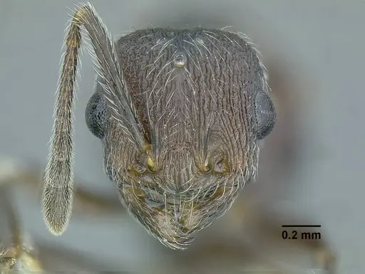 Temnothorax longinoi specimen CASENT0619354 image casent0619354_3