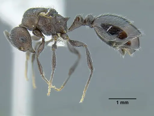 Temnothorax longinoi specimen CASENT0619354 image casent0619354_4