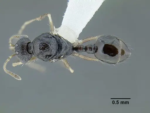 Temnothorax longinoi specimen CASENT0619355 image casent0619355_1