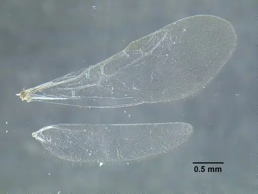Temnothorax longinoi specimen CASENT0619355 image casent0619355_2
