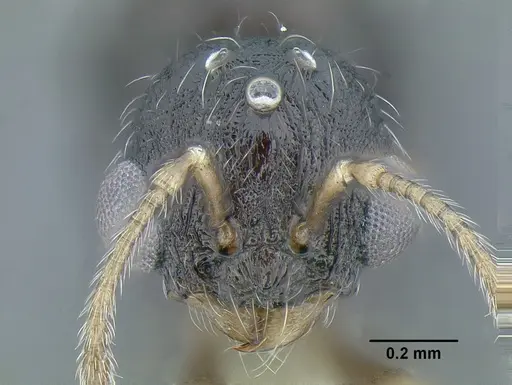 Temnothorax longinoi specimen CASENT0619355 image casent0619355_3