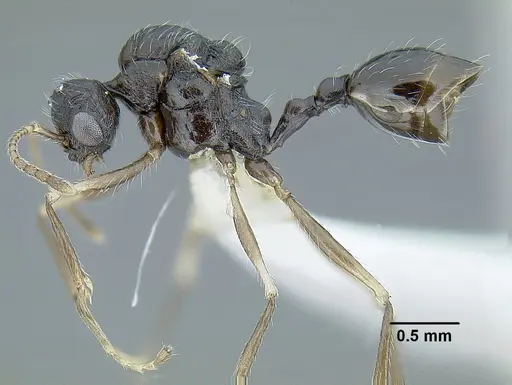 Temnothorax longinoi specimen CASENT0619355 image casent0619355_4