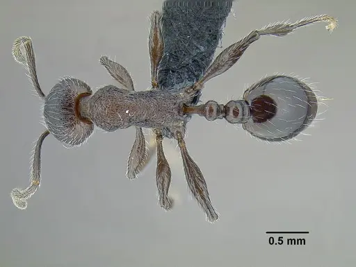 Temnothorax longinoi specimen CASENT0758892 image casent0758892_1