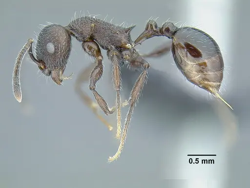 Temnothorax longinoi specimen CASENT0758892 image casent0758892_3