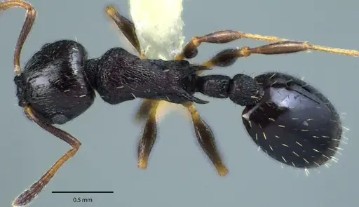 Temnothorax longispinosus specimen ANTWEB1041703 image antweb1041703_1