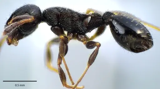Temnothorax longispinosus specimen ANTWEB1041703 image antweb1041703_3