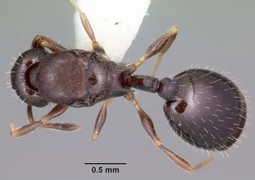 Temnothorax longispinosus specimen CASENT0104819 image casent0104819_1