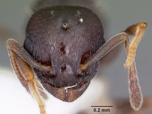 Temnothorax longispinosus specimen CASENT0104819 image casent0104819_2