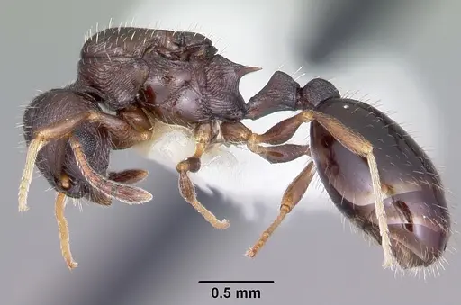 Temnothorax longispinosus specimen CASENT0104819 image casent0104819_3