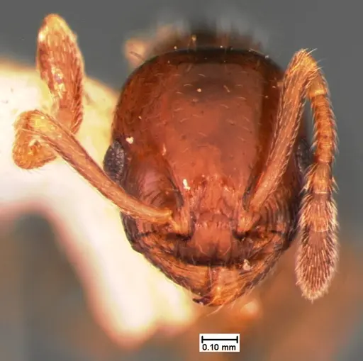 Temnothorax longispinosus specimen CASENT0105559 image casent0105559_1