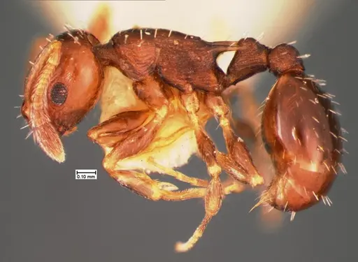 Temnothorax longispinosus specimen CASENT0105559 image casent0105559_2