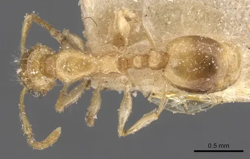 Temnothorax longispinosus specimen CASENT0912959 image casent0912959_1