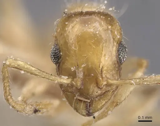 Temnothorax longispinosus specimen CASENT0912959 image casent0912959_2