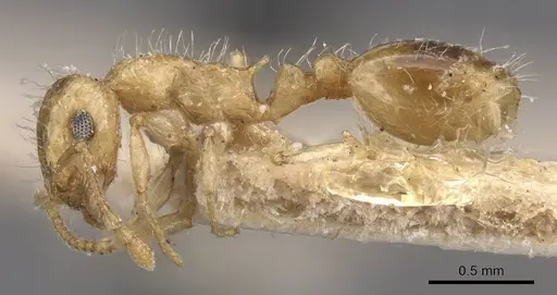 Temnothorax longispinosus specimen CASENT0912959 image casent0912959_3