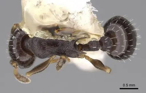 Temnothorax longispinosus specimen CASENT0914508 image casent0914508_1