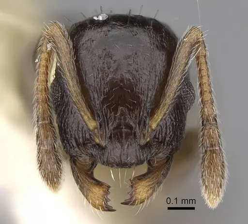 Temnothorax longispinosus specimen CASENT0914508 image casent0914508_2