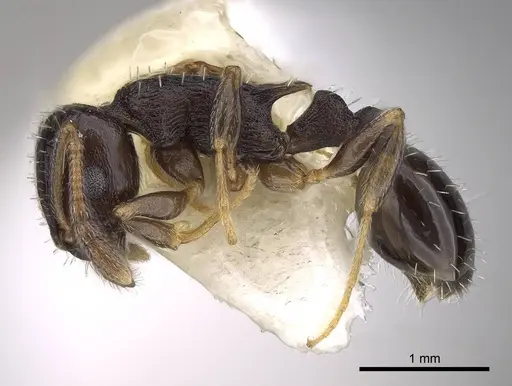Temnothorax longispinosus specimen CASENT0914508 image casent0914508_3