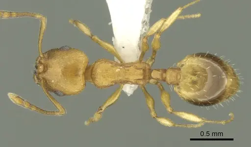 Temnothorax lucidus specimen CASENT0906679 image casent0906679_1