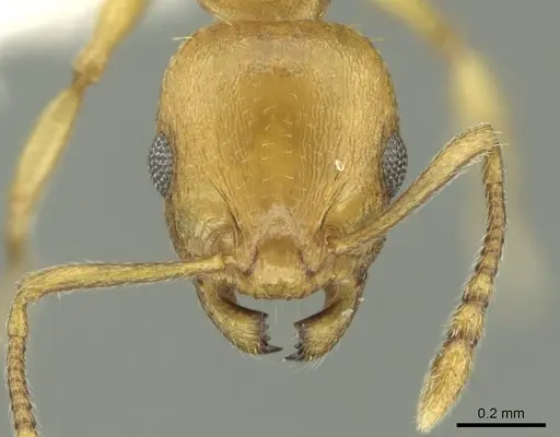 Temnothorax lucidus specimen CASENT0906679 image casent0906679_2