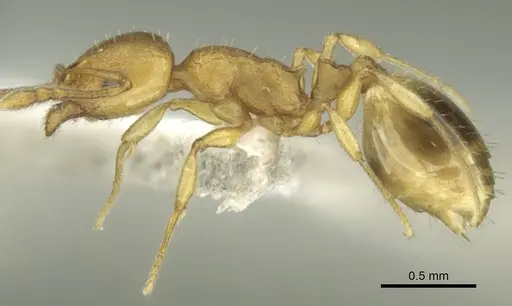Temnothorax lucidus specimen CASENT0906679 image casent0906679_3