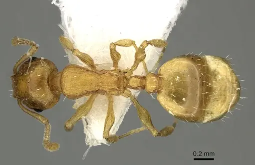 Temnothorax lucidus specimen CASENT0906698 image casent0906698_1