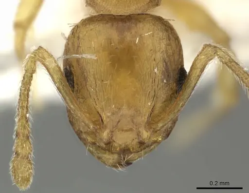 Temnothorax lucidus specimen CASENT0906698 image casent0906698_2