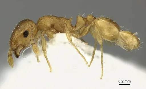 Temnothorax lucidus specimen CASENT0906698 image casent0906698_3
