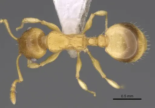 Temnothorax lucidus specimen CASENT0914692 image casent0914692_1