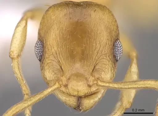Temnothorax lucidus specimen CASENT0914692 image casent0914692_2